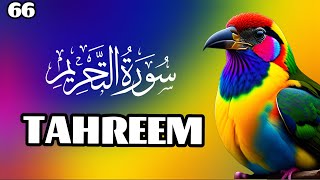 Surah Tahreem full with Arabic Beautiful Quran Recitation  flowers rose nature Yaseen Rahman Yasin [upl. by Ona]