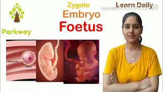 Difference between Zygote Embryo and Foetus biologyclass12 biologynotes [upl. by Arinay977]