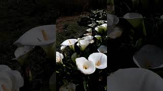 Calas alcatraz Zantedeschia aethiopica gardening gardennaturemusic beautiful live nature [upl. by Ganny]