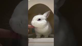 Caring bunny love u bunny bunnycomedy bunny musicgenre musicstyle bunnys bunnycomedy [upl. by Regazzi]