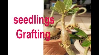 how to graft seedlings on ADENIUM plant [upl. by Philippa690]