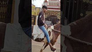 Lakdi ki Kathi Kathi pe ghoda lakdikikathi kathipeghoda horses horseriding viralshort trending [upl. by Ellata945]