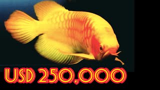 Best Top 10 Most Expensive Arowana Fish in the World  Super Rare Arowana Fish [upl. by Zischke501]