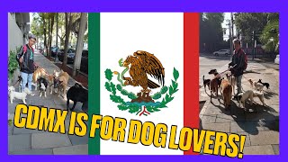 Some Dogs in Mexico City [upl. by Ttayw]