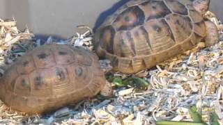 Golden Greek Tortoises Mating Ritual [upl. by Llimaj]