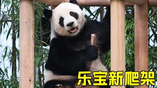 乐宝的新爬架에버랜드 愛寶樂園 fubao everland 大熊貓 강바오 giantpanda [upl. by Lita]