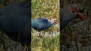 नीली कीचमुर्गी  Greyheaded swamphen shots video viralshorts youtubeshorts shortvideo [upl. by Parthena433]