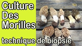 Culture des morilles  Technique de biopsie  Cultiver des champignons à la maison [upl. by Diahann]