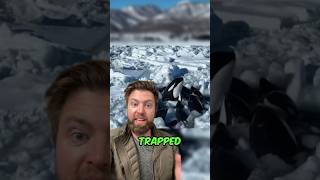 Wildlife Biologist On Saving The Trapped Orcas [upl. by Reiner797]