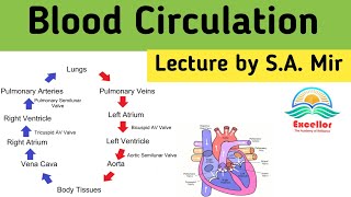 Blood circulation in human body  systemic circulation  pulmonary circulation [upl. by Stevenson395]