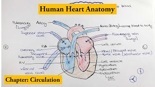 human heart Structure and Function  Detailed Overview  Chapter Circulation Video  2 [upl. by Sara]