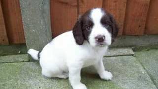 Susies beautiful Springer Spaniel Puppies [upl. by Spaulding]