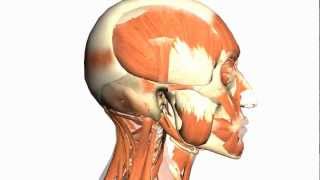 Skull tutorial 1  Bones of the Calvaria  Anatomy Tutorial PART 1 [upl. by Krenn]