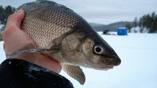 Straight To The Point Angling Adventures  Ice Fishing Whitefish Montage [upl. by Barren]