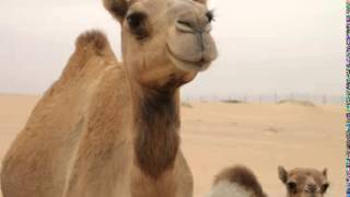 Dromedary Camel Facts  Facts About Dromedary Camels [upl. by Hairahcaz]