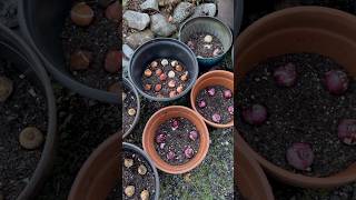 Planting Flower Bulbs In Containers flowerbulbs gardening flower containergardening [upl. by Jacquelin197]