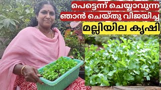 മല്ലിയില എങ്ങനെ വളർത്താം  Fast method of coriander planting  Malli krishi  Malayalam [upl. by Columbus]