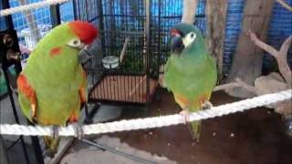 Illiger Macaw Red Fronted Macaw do small talk [upl. by Mirielle]