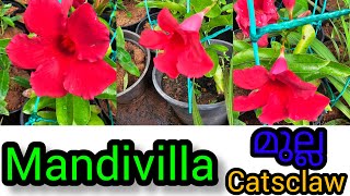 Mandivilla stock arrived jasmine catsclaw Mandivilla stand amplove care howtocare plant [upl. by Euqinobe]