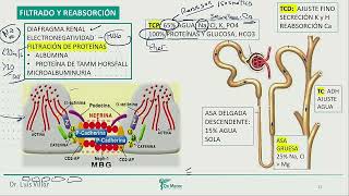 Filtrado y reabsorcion Funciones y reguladores Hiponatremia [upl. by Rusticus908]