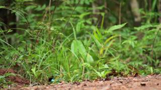 Digiscoping Hooded Pitta  Swarovski Optik STM80HD [upl. by Kassey]