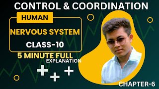 CONTROL amp COORDINATION CLASS 10 CHAPTER 6 HUMAN NERVOUS SYSTEM [upl. by Yr]