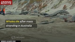 Whales die after mass stranding in Australia [upl. by Otsugua451]