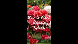 How to Plant Begonia Tubers  Get Ready For Summer ☀️ [upl. by Brocklin720]