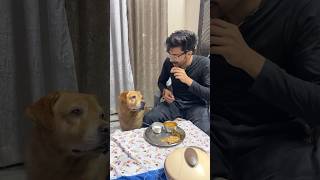 Most hungry dog leo😂 shorts minivlog  Anant rastogi [upl. by Broderic874]