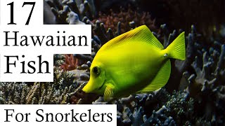 17 Hawaiian Reef Fish Every Snorkeler Should Know About In Under 2 Minutes [upl. by Eeima263]