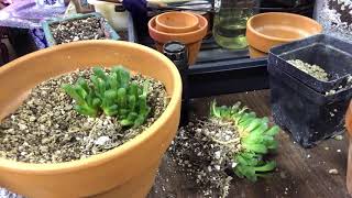 Repotting Haworthia Cooperi TruncataRoot Health Discussion [upl. by Egin]