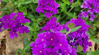 Plant Spotlight Series Verbena perennial Highlights of all the plants in my zone 8a garden [upl. by Wallace]