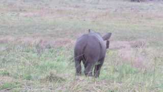 Baby rhino bouncing for joy [upl. by Parlin109]