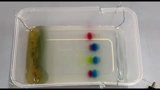 HA2 G3Gel Electrophoresis DIY20242025 [upl. by Annaxor]