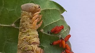 MANY CHALCID WASPS LARVAL PARASITOIDS EMERGED FROM CATERPILLAR amp PUPATED Entomology Secrets [upl. by Ramos853]