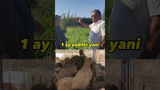 BÖYLE HAYVANCILIK YAPMAYA NE VAR KARDEŞİM odot maralfalfa hayvancılık inek kuzu koyun [upl. by Eladnor]