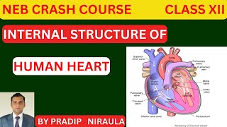 INTERNAL STRUCTURE OF HUMAN HEART II CLASS 12 II ZOOLOGY II NEB II CEE II PRADIP NIRAULA [upl. by Varin311]