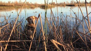 Gray Lodge Wildlife Refuge Duck Hunt [upl. by Bartholomeus]