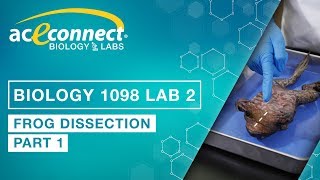 Biology Lab  Frog Dissection  Part 1 [upl. by Fabria]