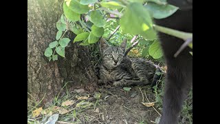 Laurette The rescued kitten [upl. by Meilen746]