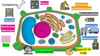 La cellule végétale [upl. by Barnett]