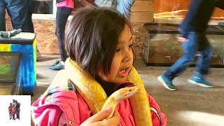 5 years  old girl petting yellow Python [upl. by Filberte]