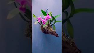 LAELIA ANCEPS X CATTLEYA NOBILIOR [upl. by Portuna]