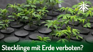 Stecklinge mit Erde verboten  DHVNews  425 [upl. by Noelopan259]