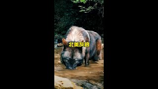 現存最大的狼，北美大灰狼野生動物零距離 解說版動物世界 [upl. by Keli]