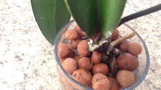 20130127  Watering my orchid in hydroton clay pellets [upl. by Tatianna278]