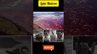 Mysterious Death Lake  Lake Natron Mysterious mysterious myths scared😯lake factyoutubeshorts [upl. by Pate49]