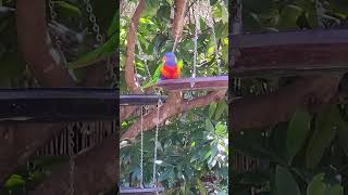 Lorikeets breakfast time lorikeets birdslover [upl. by Persian]