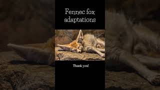 Fennec fox adaptations [upl. by Eugen814]