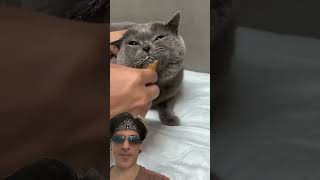 😂😂😂 cat cleaningbrush funny brushed pets catlover cute [upl. by Max]